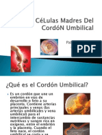 Las CéLulas Madres Del CordóN Umbilical