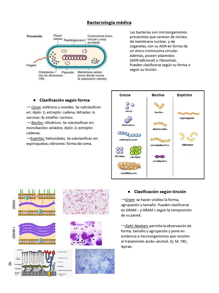 Clasificación y Estructura de Bacterias | PDF | Las bacterias | Plásmido