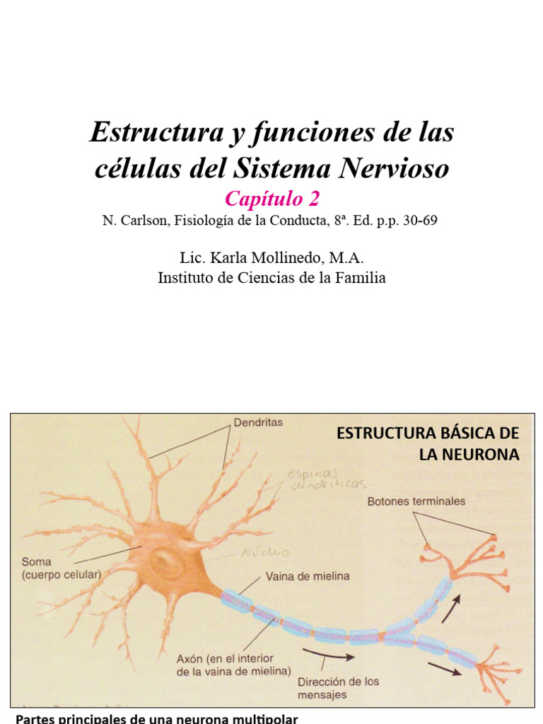 Estructura y Función de Neuronas | PDF | Sinapsis | Potencial de acción