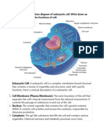 Draw A Neat and Clean Diagram of Eukaryotic Cell. Write Down An Exhaustive Note On The Functions of Cell