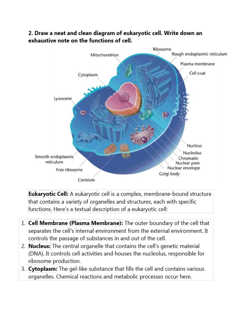 Draw A Neat and Clean Diagram of Eukaryotic Cell. Write Down An