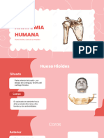 Anatomia Humana