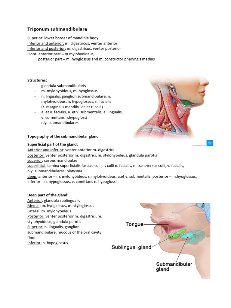 Anatomy of the Submandibular Triangle | PDF | Anatomical Terms Of ...