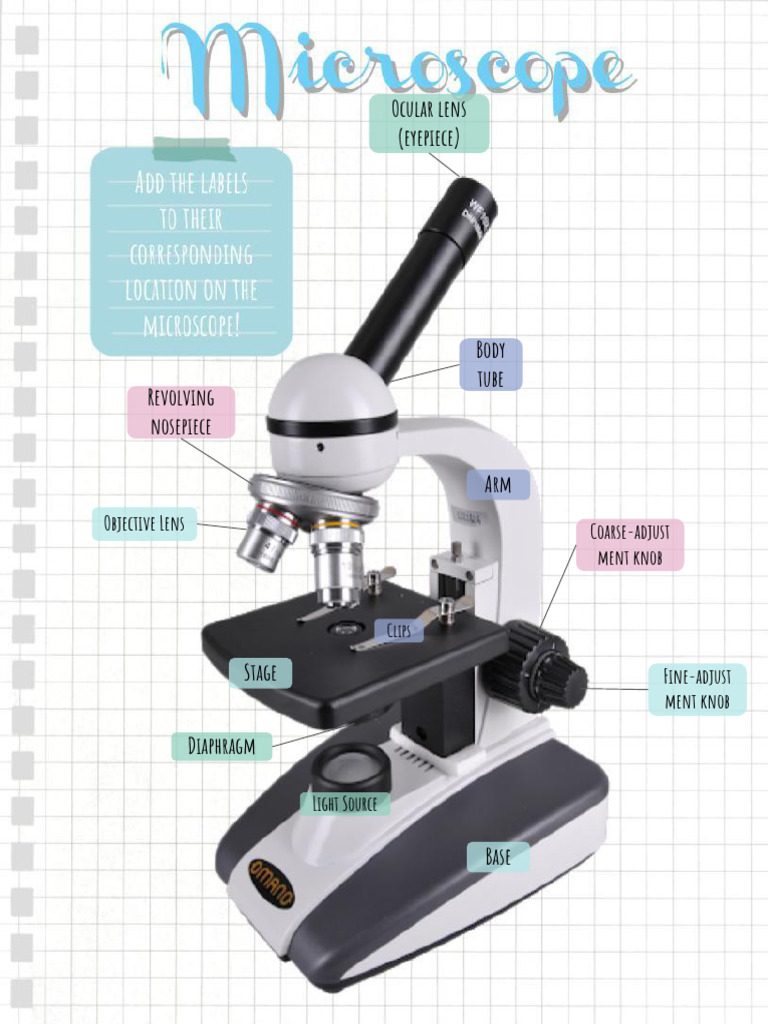 Microscope Worksheet PDF Lenses Physical Sciences