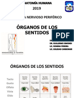 Organos de Los Sentidos - Anatomia