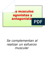 6 - Los Músculos Agonistas y Antagonistas