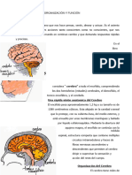 EL CEREBRO HUMANO-PROFESORADO