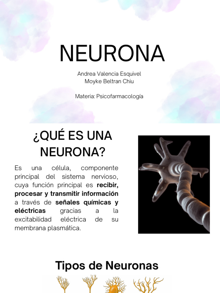Tipos y Funciones de las Neuronas | PDF | Neurona | Sinapsis