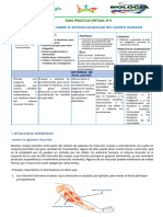 Indagamos Sobre El Sistema Muscular Del Cuerpo Humano: Guia Practica Virtual N°4