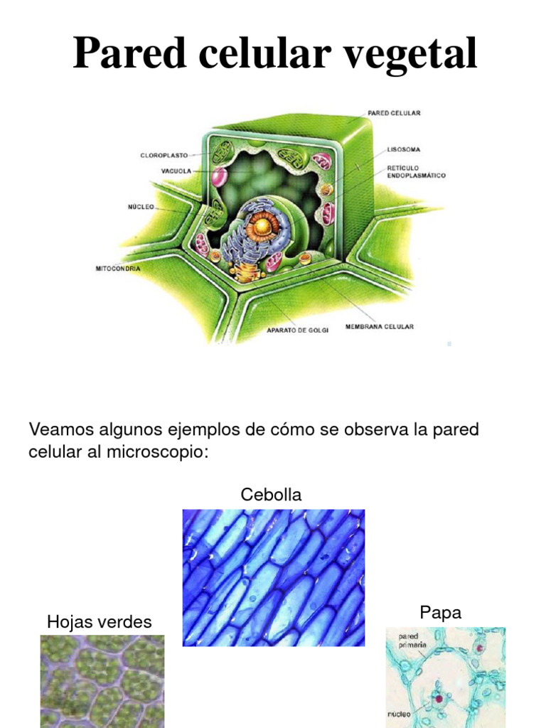 Pared Celular PDF Pared celular Biología Celular)