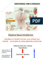Sistemas Endócrino, Reprodutor e Renal FisioTO - 2017