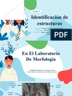 Identificacion de Estructuras en El Laboratorio de Morfologia.