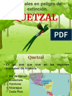 Quetzal Damina
