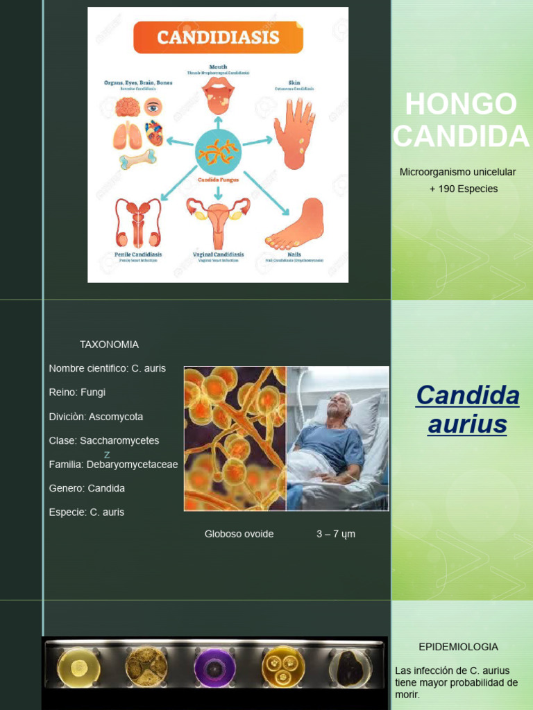 Tratamiento y epidemiología de C. auris | PDF | Candida (hongo) | Hongo