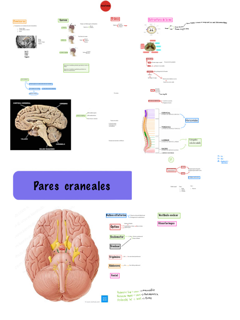 Anatomía del Sistema Nervioso Central | PDF | Médula espinal | Anatomía ...