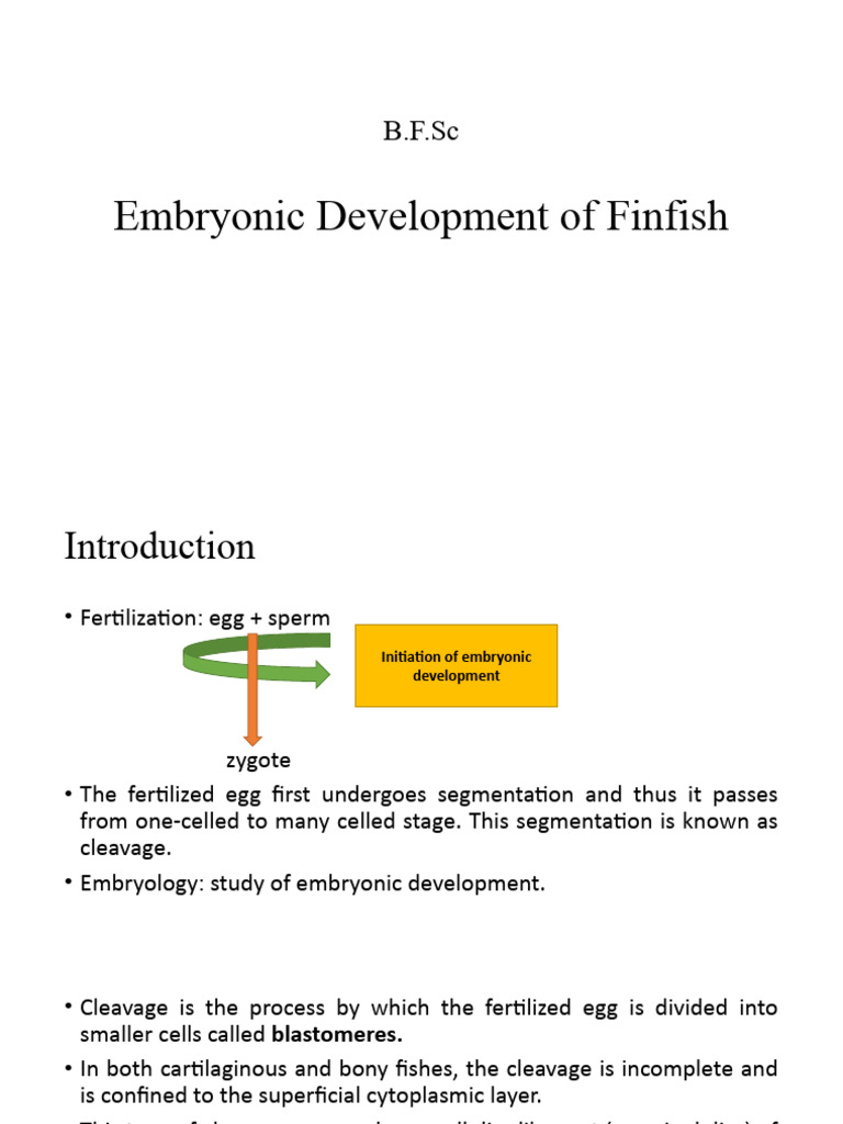 Embryonic Development | PDF | Embryo | Biological Interactions