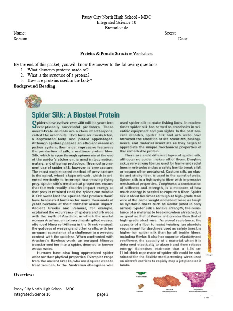 Protein Structure and Function Worksheet | PDF | Proteins | Organisms