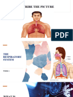 Week 1 Respiratory System