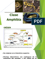 Clase Amphibia 2023 T