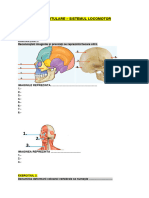 Sistemul Locomotor Recapitulare Fisele de Lucru