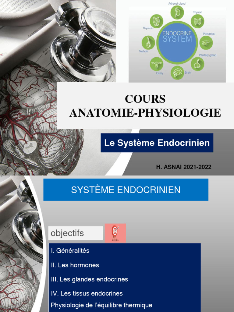 Chap Iv Systeme Endocrinien Pdf Thyroïde Hypothalamus