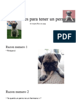 5 razones para tener un perro