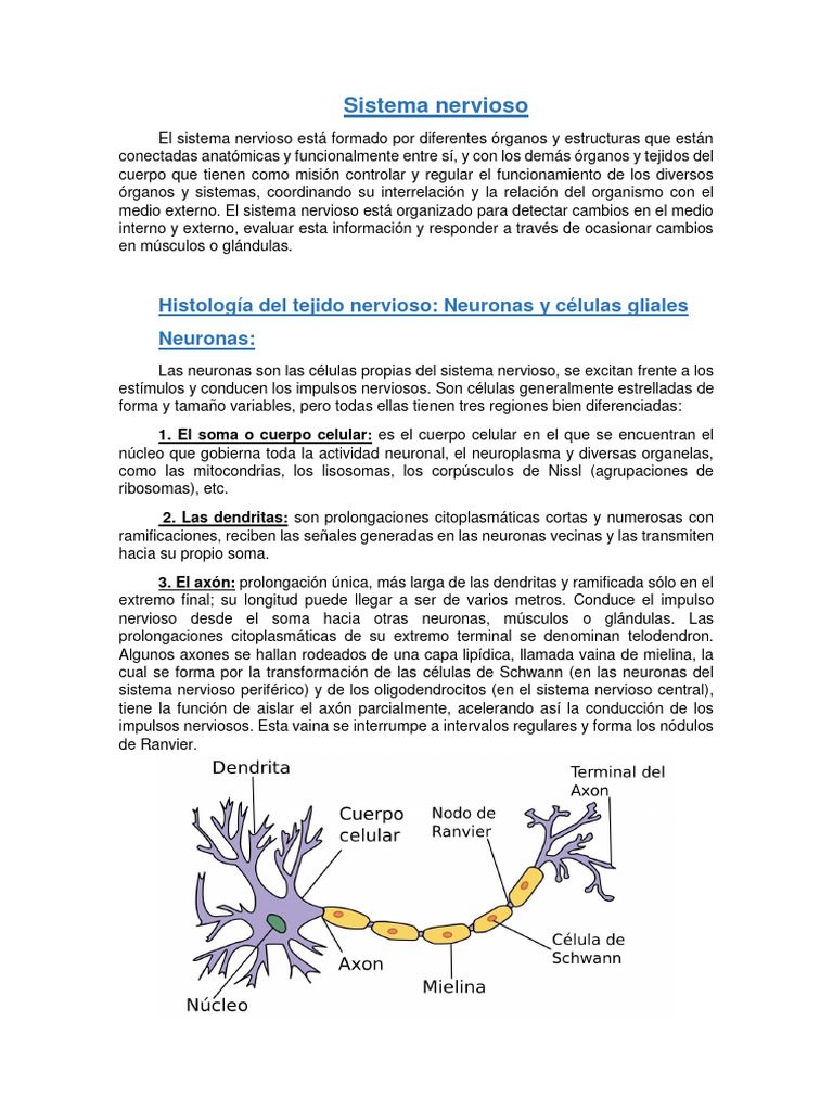 Estructura y Función del Sistema Nervioso | PDF | Sinapsis | Sistema ...
