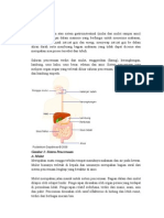 Fisiologi Sistem Pencernaan