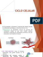 Biología Ciclo Celular