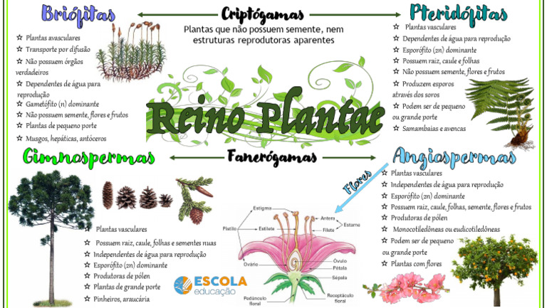 Classificação de Plantas Vasculares e Avasculares | PDF | Plantas | Raiz