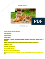 Copia de Tigre de Bengala
