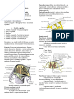 Anatomia IV Aula 8 e 9