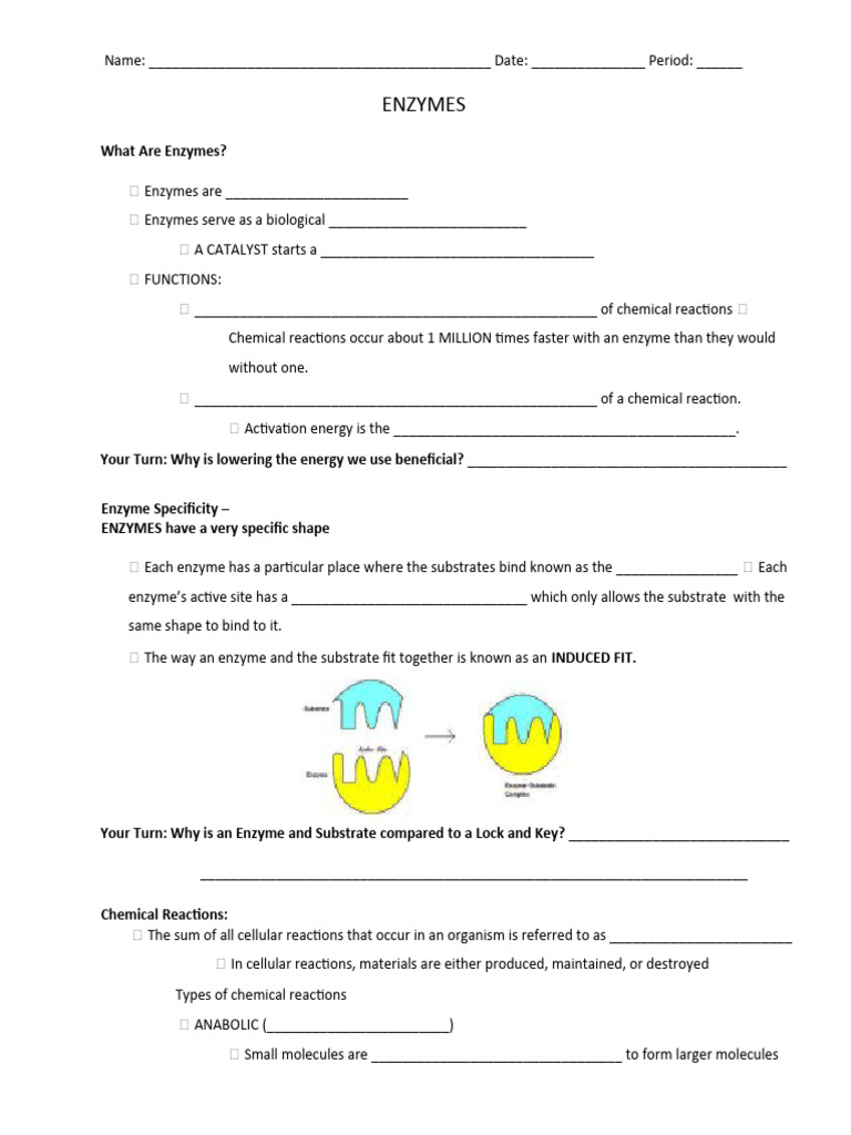 Biochemistry Enzymes Notes PDF Enzyme Active Site
