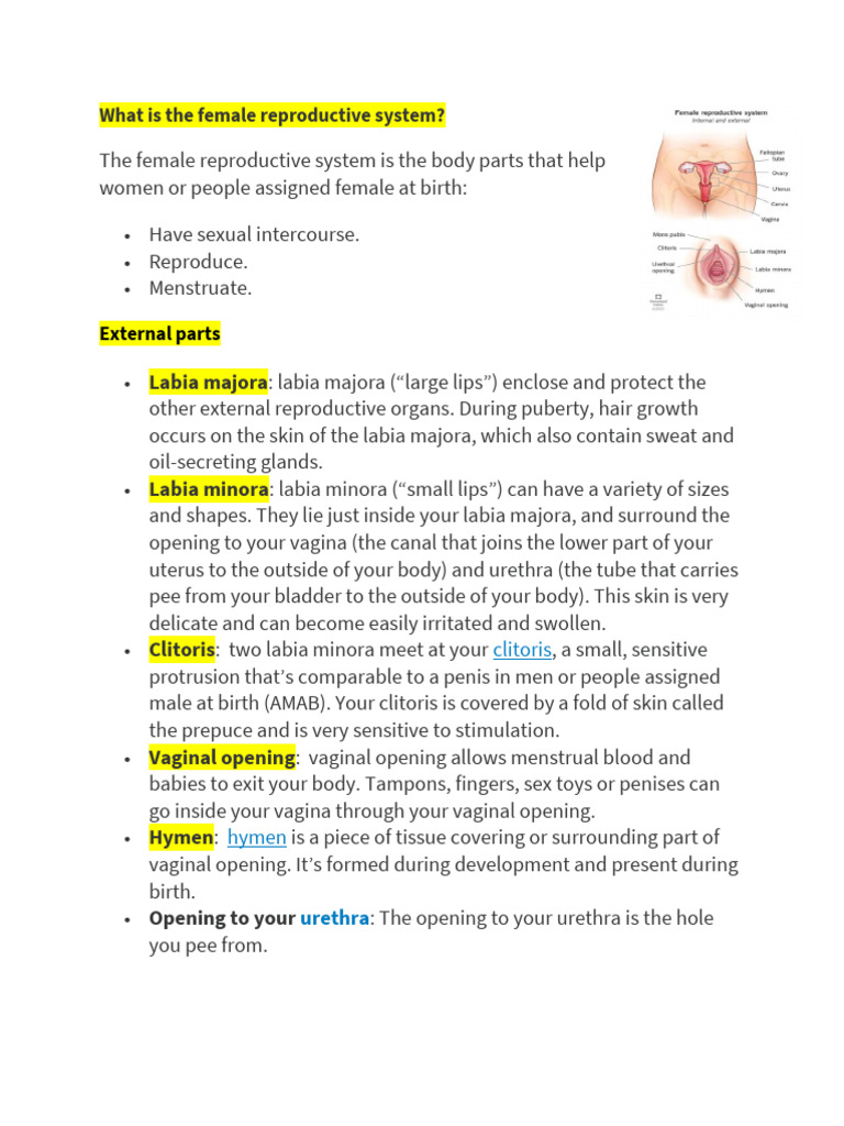 What Is The Female Reproductive System?: External Parts | Download Free ...