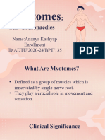 Myotomes 1