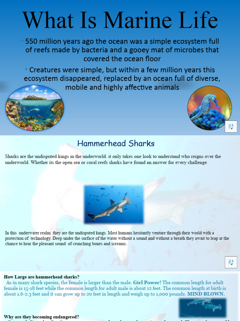What Is Marine Life PDF Sharks Predation