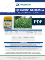 Ficha Tecnica Decumbens Incrustada Ba