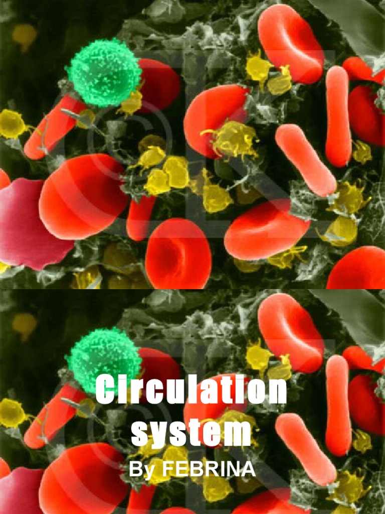Circulation System | PDF | Circulatory System | Artery