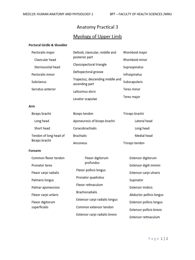Upper Limb Anatomy and Muscles Overview | PDF | Thumb | Human Anatomy