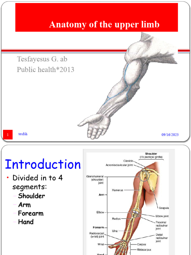 Upper Limb Anatomy Overview | PDF | Thumb | Arm