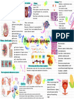 QQ - SE: The Urinary System