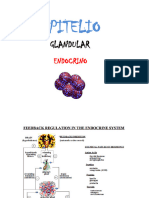 3-Epitelio Glandular Endocrino 2020-21