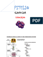 3-Epitelio Glandular Endocrino 2021-22