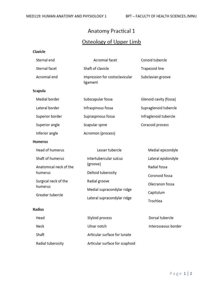 3 ANATOMY BASICS OSTEOLOGY visual data 8