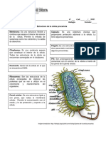 Ficha 1celula Procariota