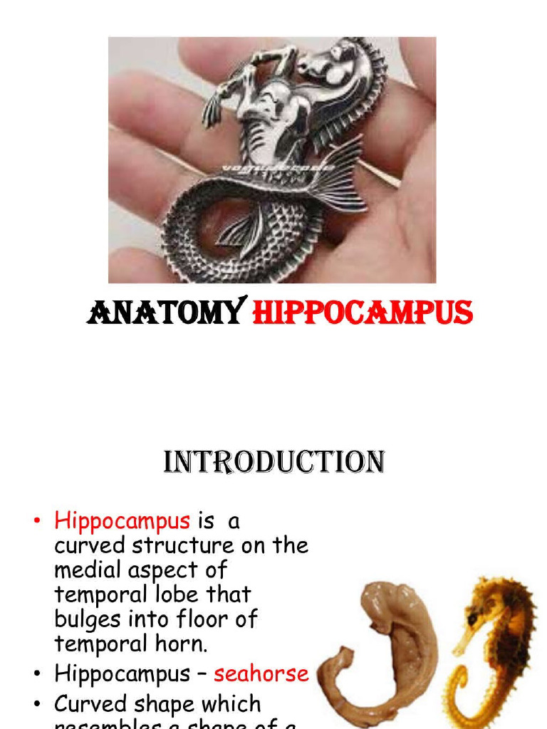 Anatomy of Hippocampus Biology Diagrams