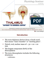 thalamus-23387722