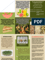 Folleto Tríptico Proyecto Alimentación Sostenible Fotográfico Verde 