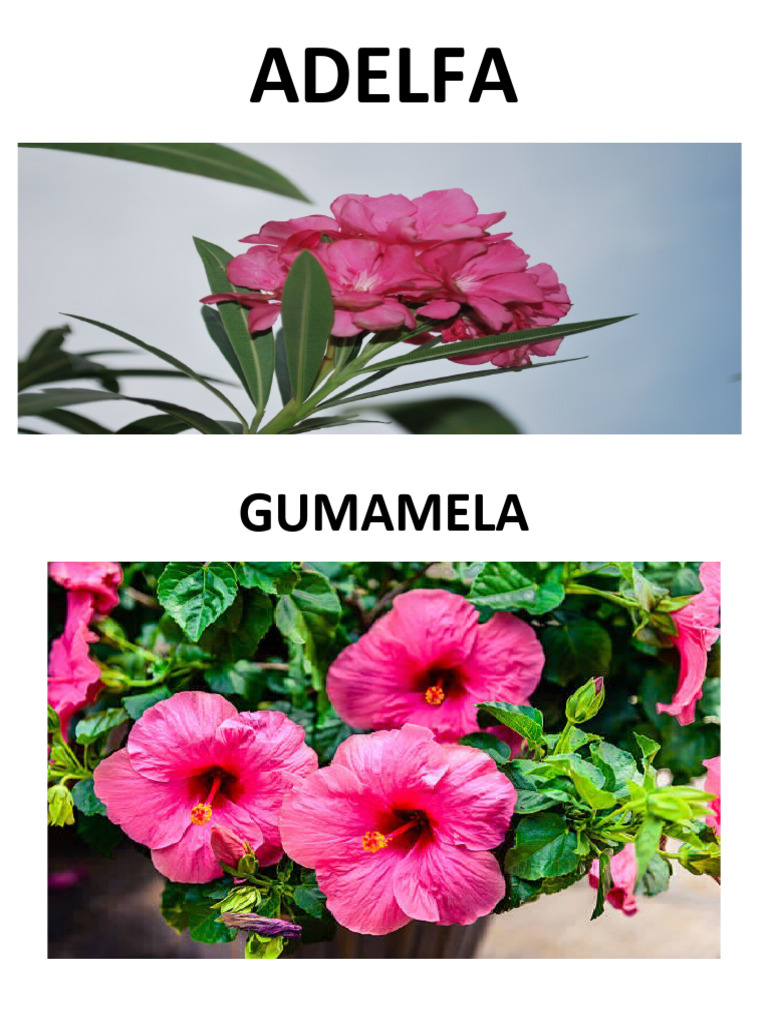 Ornamental Plants PDF