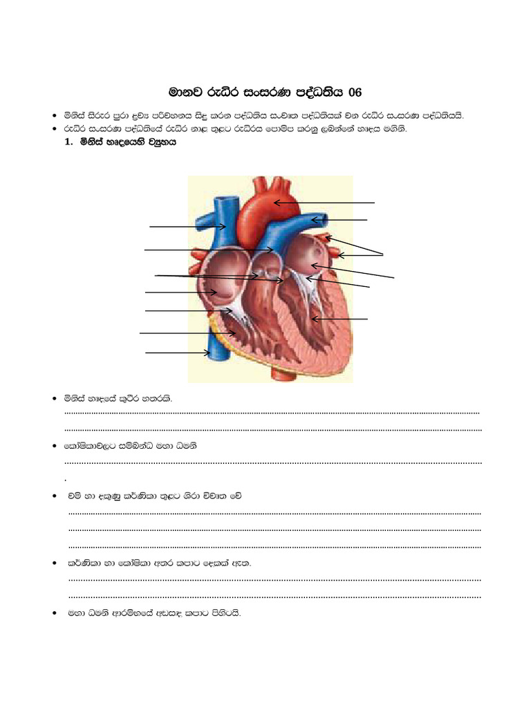 Heart | PDF